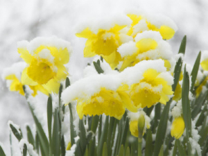 Daffodils