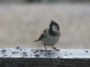 Sparrow 2
