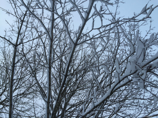 Snow-covered trees