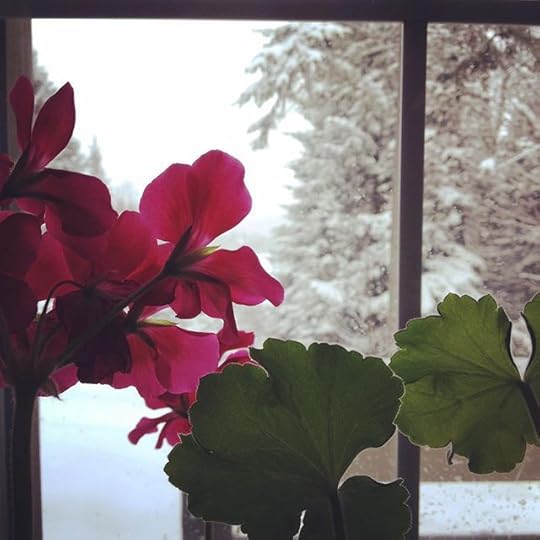 Geranium en hiver #igersquebec #igerslaurentides