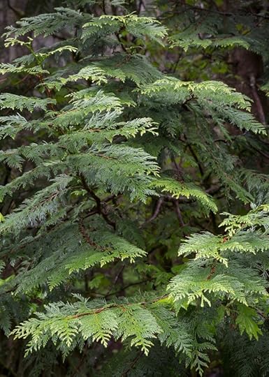 Western red cedar (Thuja plicata)
