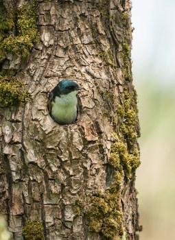 tree swallow nest