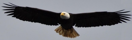 An adult bald eagle in flight (click for credit)