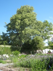 A Christchurch variegated elm