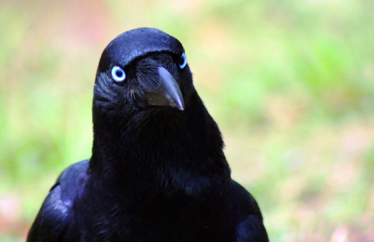 crow