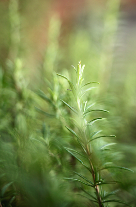 Rosemary