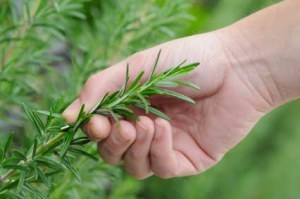 ‘Tis the Season for Rosemary