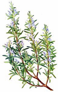 Rosemary1