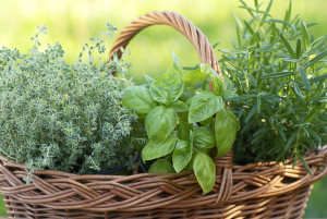 basket of herbs with rosemary