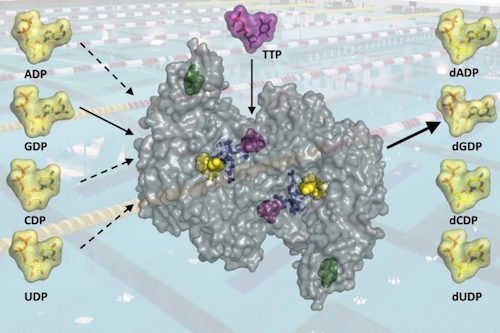 MIT-DNA-Synthesis_0.jpg