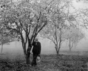 Mr. Cleaver in his orchard. Likely 1904, Robert Asher photo