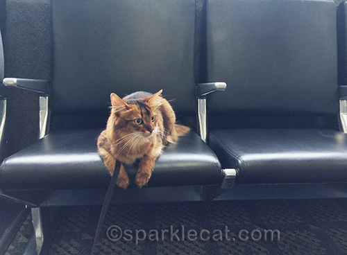 somali cat waiting to board at Burbank Airport