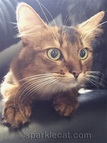 somali cat selfie at Burbank airport