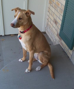 Nala