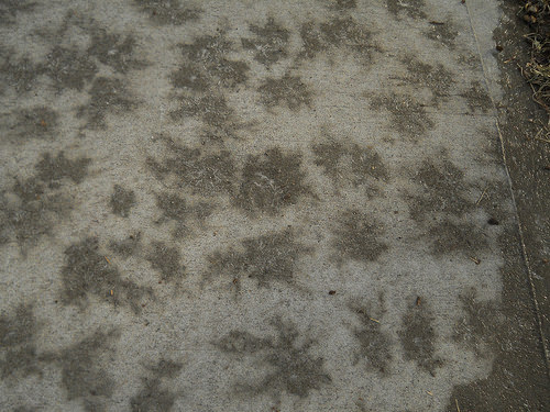 frost-melt pattern: flowers