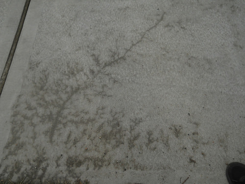 frost-melt pattern fern
