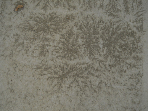frost-melt pattern: pines
