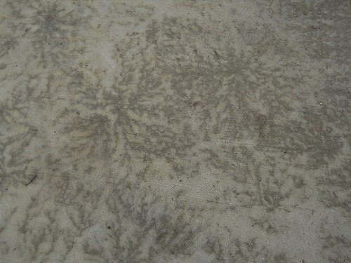 frost-melt pattern: coral