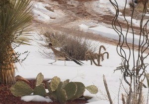 roadrunner crop