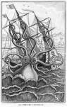 octo1