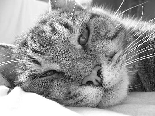 Homer the cat