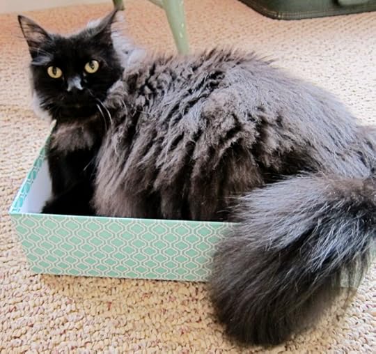 planner cat