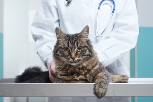 veterinarian-and-cat
