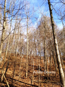 trailtrees copy