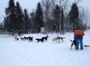 Hundarna YLADE av lycka.