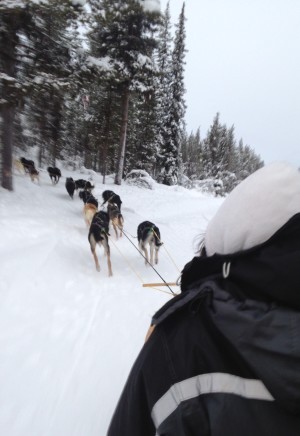 Det var oväntat fridfullt att åka. Väldigt bra förare som kunde berätta massor. (Stackars Kiruna-bor, jag pratar nog hål i huvudet på dem)