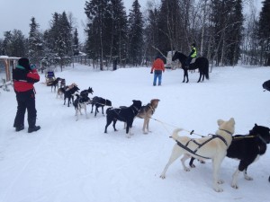 Och sen åkte vi hem. Och fick klappa hundarna. Underbart.