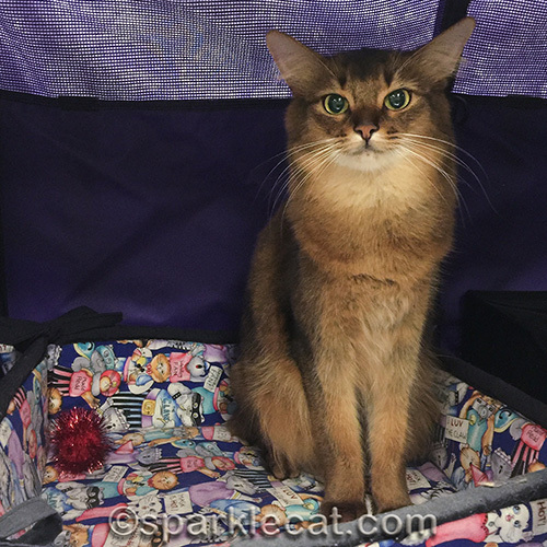somali cat, cat show, red sparkle ball