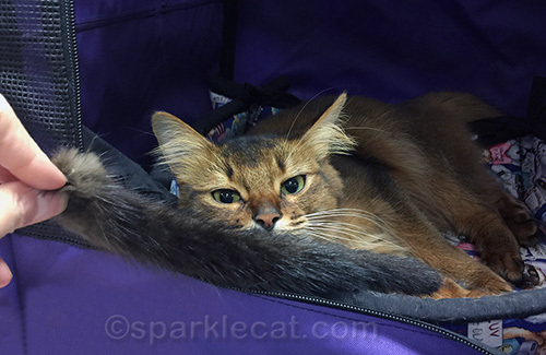 Somali cat, cat toy, mink fur cat toy