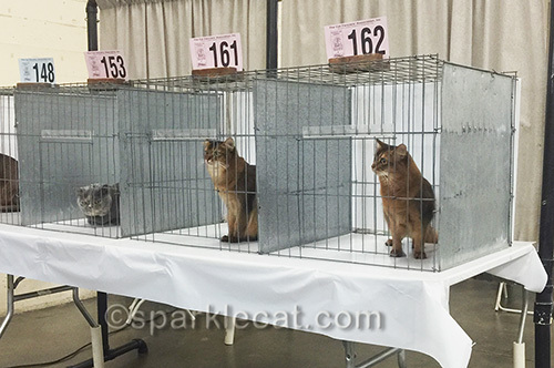 cat show, somali cats, judging ring