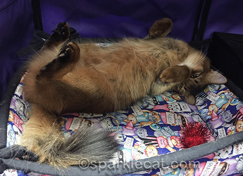 somali cat relaxing at a cat show