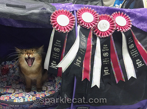 Somali cat, cat show, cat show ribbons, show cat