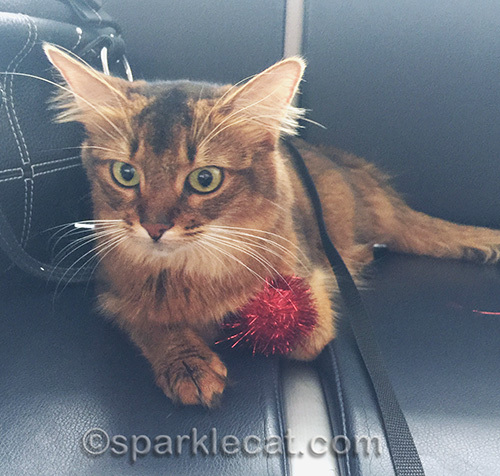 Somali cat at Sacramento airport with red sparkle ball