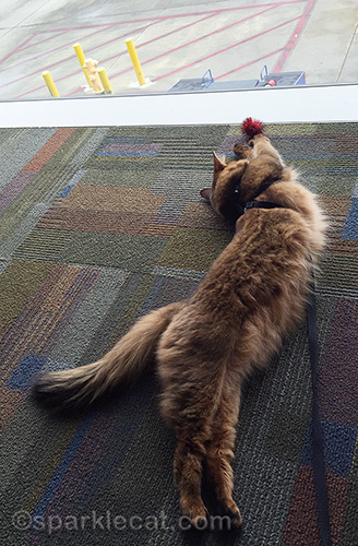 Somali cat playing with cat toy at Sacramento airport