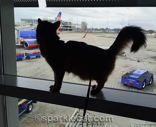 Somali cat watches airplanes at the airport