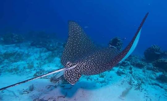 eagleray