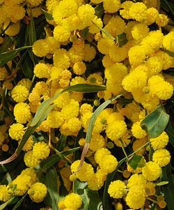 250px-acacia_march_2008-2