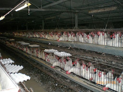 512px-Industrial-Chicken-Coop