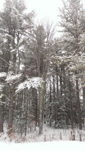 snowday16