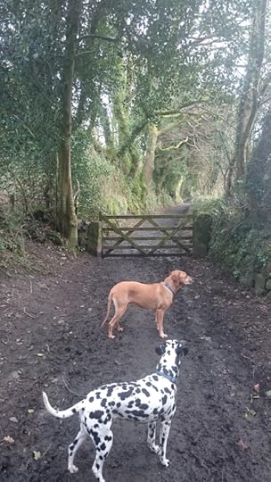 Happy hounds now I can walk (or hobble) them again!