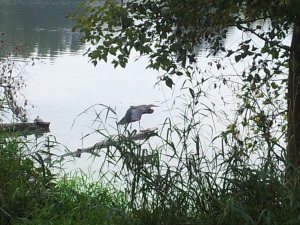 Weber-Heron