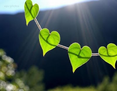 heart leaves