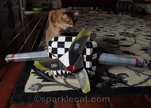 Somali cat explore cat airplane playhouse
