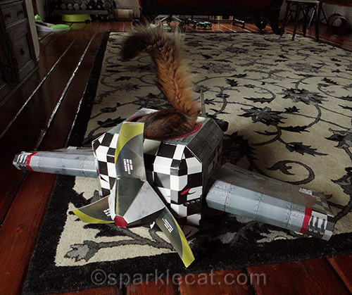 Somali cat in cat airplane playhouse