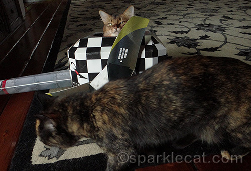 somali cat in airplane playhouse is photo bombed by tortoiseshell cat