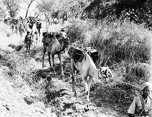 Ethiopian camel troops transporting supplies through the bush, Ethiopia, 22 January 1941. (British government photo)